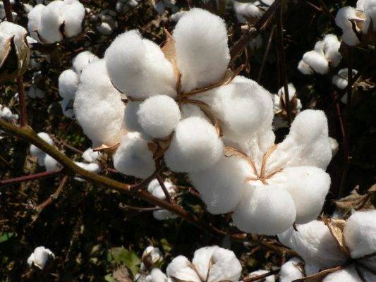 Mẫu vải có thành phần 100% cotton T300 được làm hoàn toàn từ sợi của quả bông